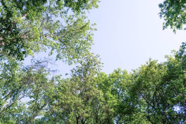 Mavi gökyüzü, bahar doğa karşı aşağıda ağaçlar görünümü yeşil yaprakları.