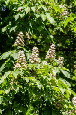 Yeşil yeşillik ile beyaz kestane çiçekleri.
