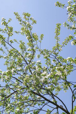 Mavi gökyüzüne karşı elma kiraz beyaz çiçekler. Doğa bahar.