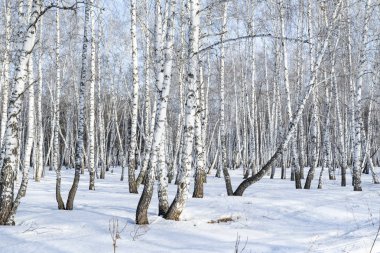 Huş ağacı orman kış manzarası.