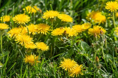 Yeşil çim, bahar sahne sarı karahindiba çiçek.