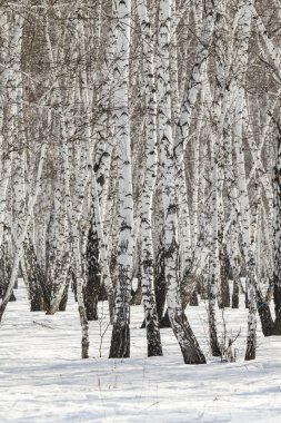 Huş ağacı orman kış manzarası.