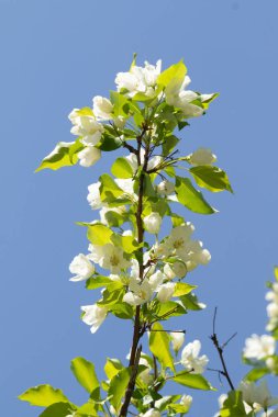 Mavi gökyüzünde yeşil yaprakları olan bir elma ağacının beyaz çiçekleri.