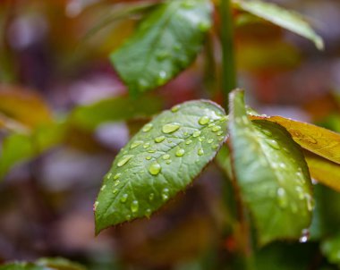Bir gül yaprakları üzerinde yağmur damlaları, yeşil kırmızı yaprak.