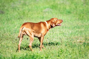 Av kırmızı köpek yeşil çim üzerinde çalışır. Yaz yeşili çayır.