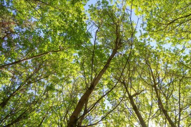 Mavi gökyüzü, bahar doğa karşı aşağıda ağaçlar görünümü yeşil yaprakları.