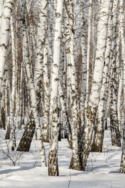 Huş ağacı orman kış manzarası.