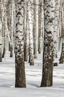 Huş ağacı orman kış manzarası.