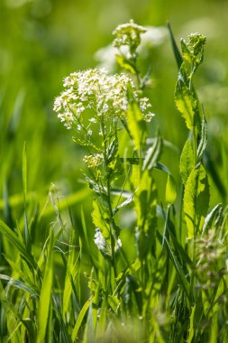Bulanık arka planda yeşil çimlerde beyaz çiçek.