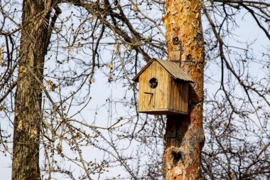 Wooden birdhouse on the tree, spring closeup.
