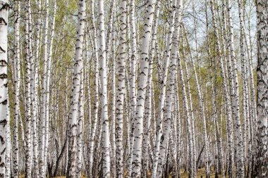 Beyaz huş ağaçları orman arka plan, bahar.