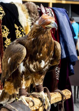 Kartal kuş şapkalı.