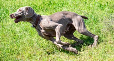 Köpek avcılık, doğa yeşil alan yaz.