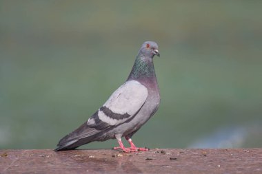 Vahşi gri mavi yakın yukarı, bulanık bir arka planda oturuyor.