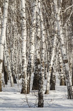 Huş ağacı orman kış manzarası.