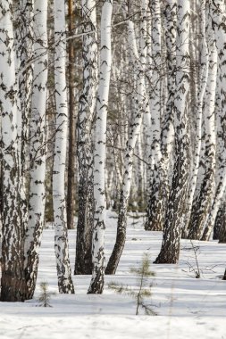 Huş ağacı orman kış manzarası.