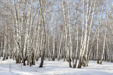 Huş ağacı orman kış manzarası.