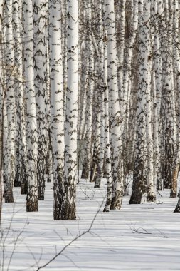 Huş ağacı orman kış manzarası.