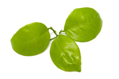 Beyaz arkaplanda yeşil yaprak izole edildi