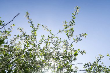 Mavi gökyüzüne karşı elma kiraz beyaz çiçekler. Doğa bahar.