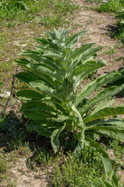Bir tarlada dikenli çalıyeşil yaprakları.