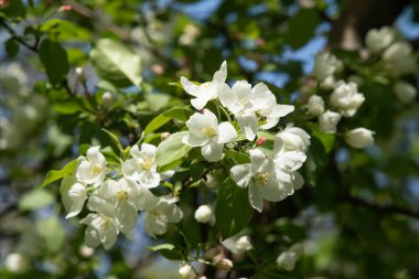 Çiçeklenme elma bahçesi. Elma ağaçları beyaz çiçekler, yeşil yaprakları yakın.
