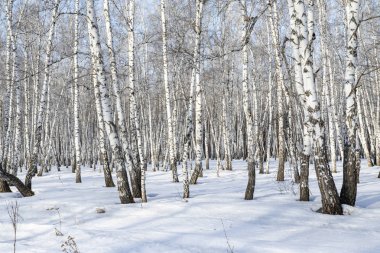 Huş ağacı orman kış manzarası.