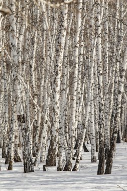 Huş ağacı orman kış manzarası.