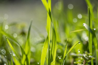 Güneşte yeşil çim, yağmur damlaları bokeh arka plan