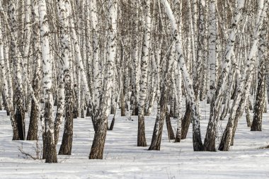 Huş ağacı orman kış manzarası.