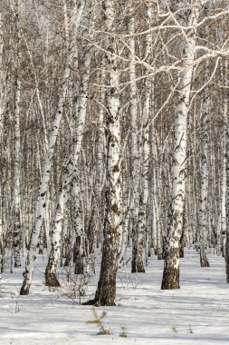 Huş ağacı orman kış manzarası.