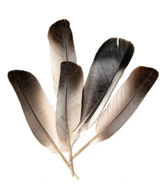 Siyah arkaplanda kuş tüyü.