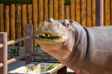 Ot yiyen bir su aygırının portresi