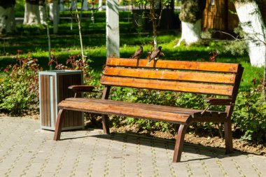 Güneş ışığının altındaki ahşap bank. Yaz Parkı.