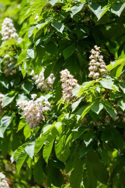 Yeşil yeşillik ile beyaz kestane çiçekleri.