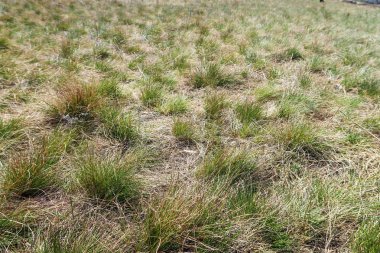 Kuru çim bahar manzara arka plan.