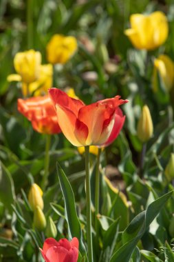 Parlak lale çiçekleri, saha doğası.