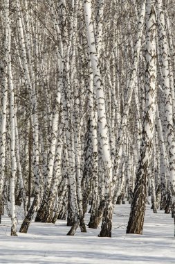 Huş ağacı orman kış manzarası.