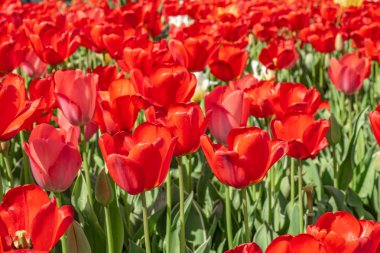 Çiçekler kırmızı lale, çiçek alanı, bahar manzara.