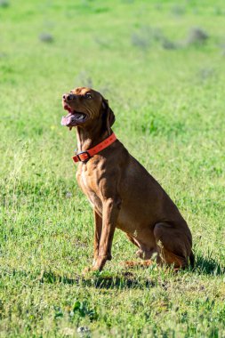 Köpek avcılık, doğa yeşil alan yaz.