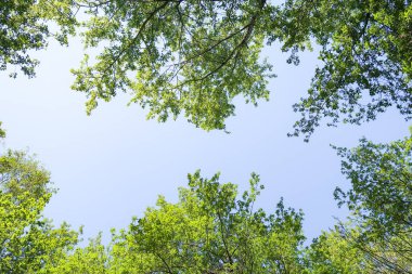 Mavi gökyüzü, bahar doğa karşı aşağıda ağaçlar görünümü yeşil yaprakları.