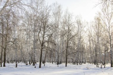 Huş ağacı orman kış manzarası.