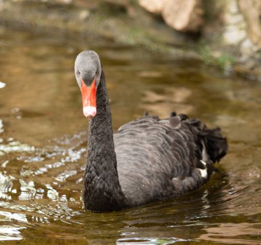 Siyah Kuğu suda yüzerler, yaz gölet.