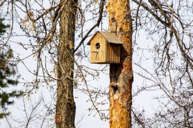 Wooden birdhouse on the tree, spring closeup.