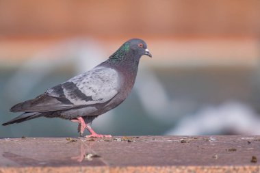 Vahşi gri mavi yakın yukarı, bulanık bir arka planda oturuyor.