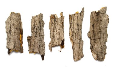 Beyaz bir arka planda bir ağaç kabuğu kabuğu.