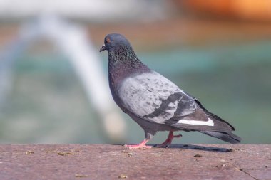 Vahşi gri mavi yakın yukarı, bulanık bir arka planda oturuyor.