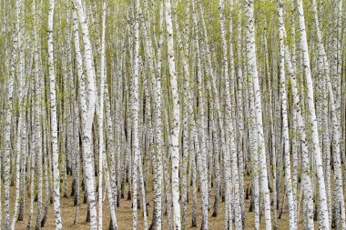 Beyaz huş ağaçları orman arka plan, bahar.