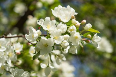 Çiçeklenme elma bahçesi. Elma ağaçları beyaz çiçekler, yeşil yaprakları yakın.