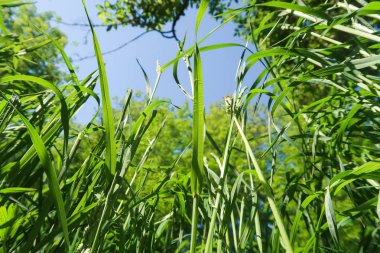 Gökyüzüne yeşil çim alt görünümü.